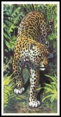 12 Leopard